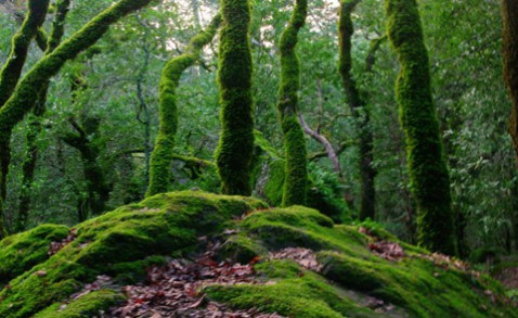 Skog. Foto: Seemann.